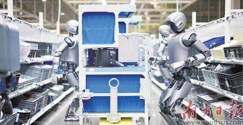 優(yōu)必選工業(yè)人形機器人在工廠開展協同實訓。 南方日報記者 朱洪波 通訊員 羅艷 攝